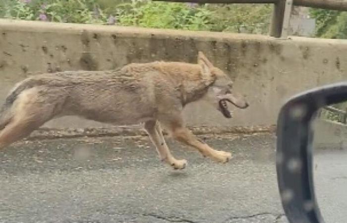 Savoie region: video of wolf chasing doe on road goes viral