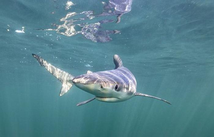 Canary Islands: German tourist dies after being attacked by shark – LINFO.re