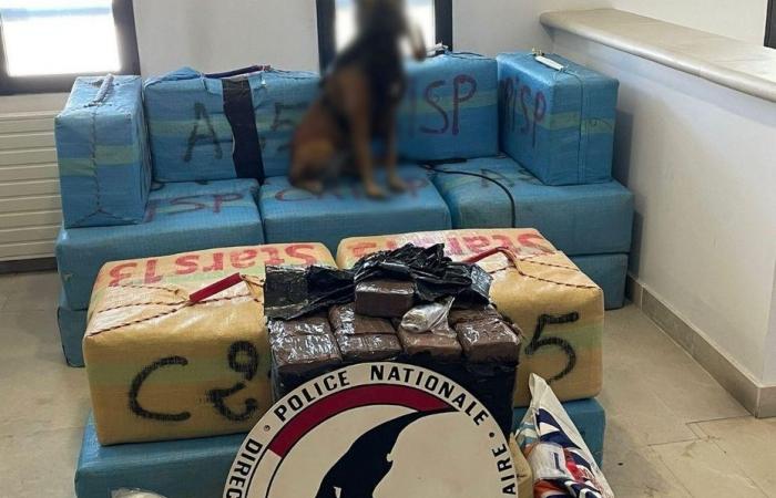 “It’s a long-term job”, 4 things to know about the exceptional seizure of cannabis and cocaine destined for Vaucluse