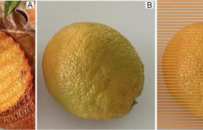 The Real Reason Why Your Oranges or Tangerines Are Often Wrapped in Red Nets in Stores