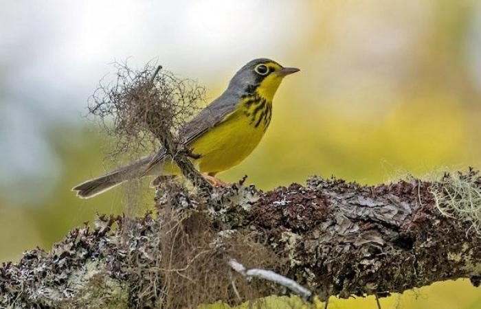 A craze for new protected areas in Gaspésie