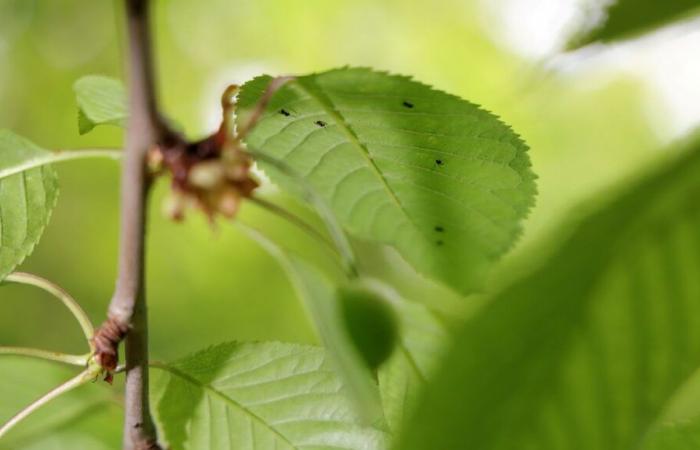 Ardèche: tests continue to save the cherries