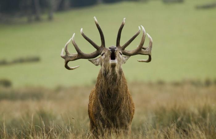 The Deer Roar has started at Parc Sainte-Croix (2024)