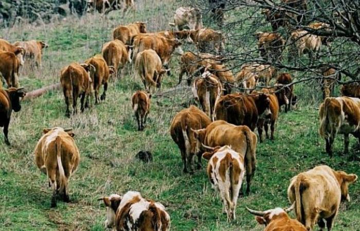 Virus Responsible for Crimean-Congo Hemorrhagic Fever Found in Cattle for the First Time in Israel