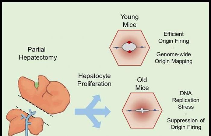 Scientists have discovered a new mechanism of aging of certain organs – rts.ch