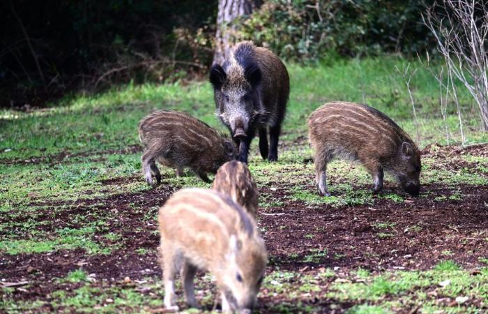 Bas-Rhin and Moselle under increased surveillance, the disease is approaching the Franco-German border