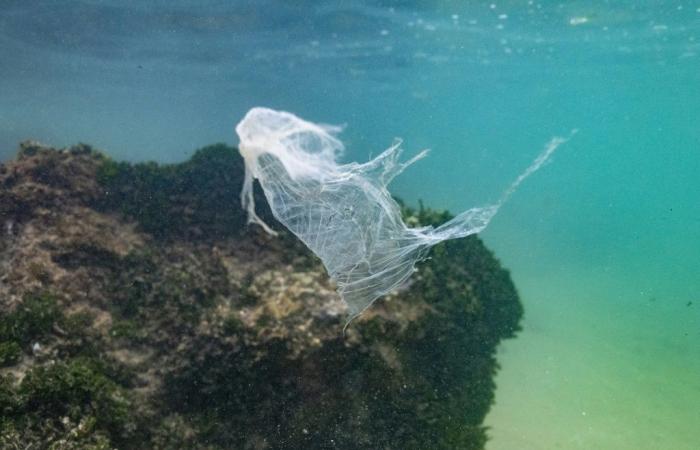 Plastic in the oceans, OECD sounds the alarm