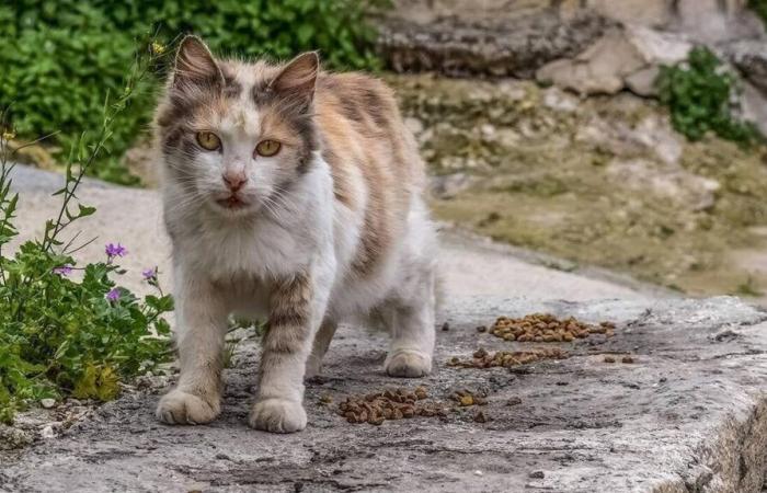 a case of cat typhus detected in a commune in Deux-Sèvres