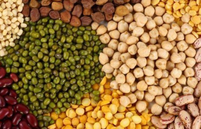 The Ministry of Agriculture introduces for the first time state support for new varieties of certified seeds – AgriMaroc.ma