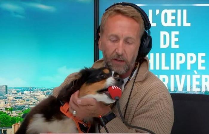 When Philippe Caverivière’s dog causes chaos on RTL with Jordan Bardella