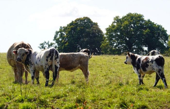 Love is in the meadow is looking for candidates for the next season in Nord-Pas-de-Calais