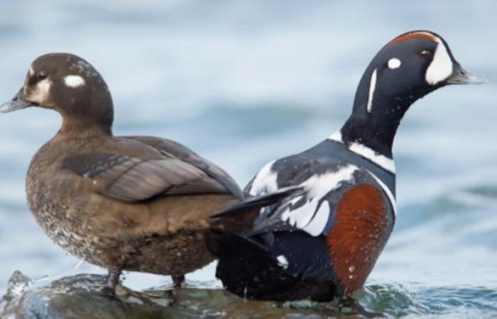 A craze for new protected areas in Gaspésie