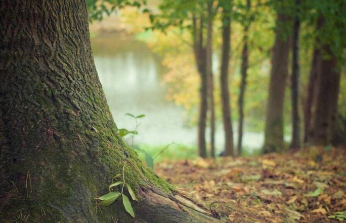 Healthy trees to be cut down in Yvelines town, petition launched