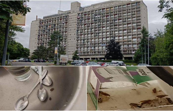 Loire. His apartment at Le Corbusier infested with cockroaches: “It’s becoming unlivable”