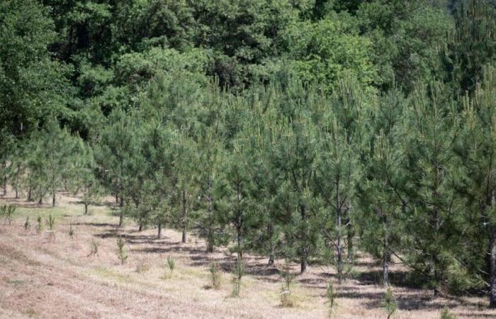 Real estate agency buys land to plant trees