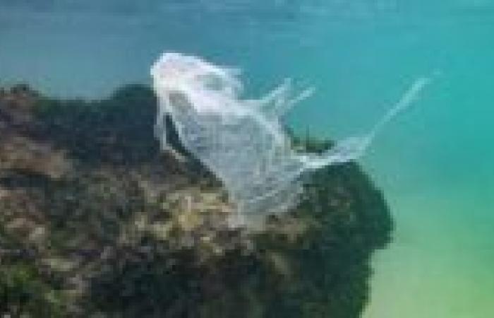 Plastic in the oceans, OECD sounds the alarm