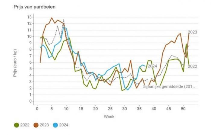 Price of cucumbers on the rise, conventional more expensive than organic