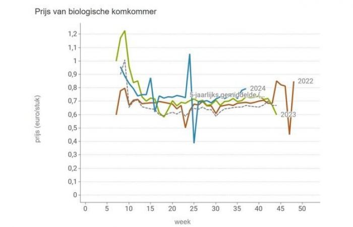 Price of cucumbers on the rise, conventional more expensive than organic