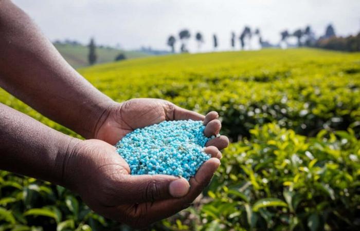 Morocco suspends exports to Bangladesh, Dhaka says food security at risk