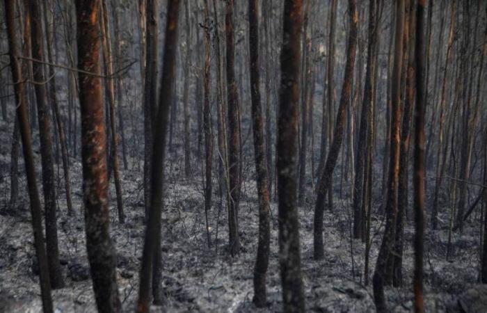 14 people arrested in Portugal after deadly forest fires