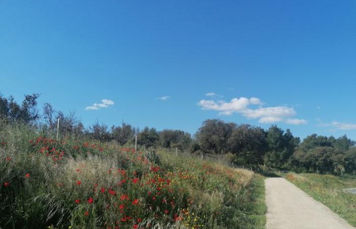 Heritage Days 2024: our selection of the most beautiful events in Béziers