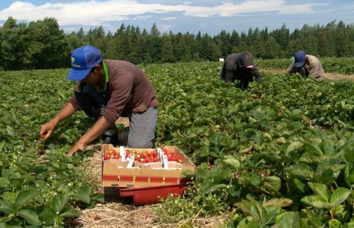 Bourdages Farm: a third of strawberries abandoned in the field