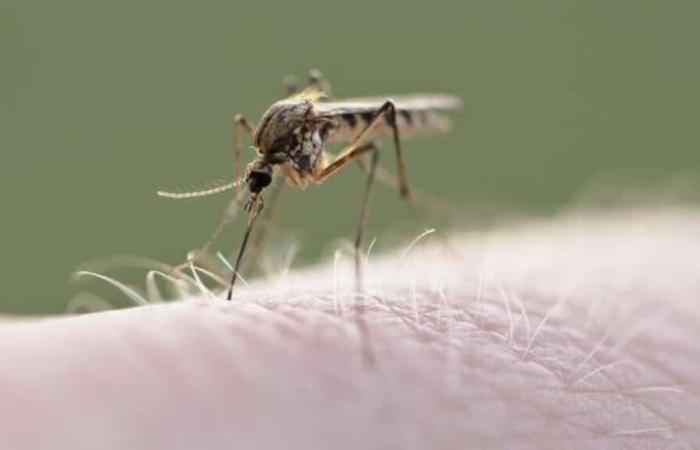 Quebec lags behind Ontario in monitoring disease-carrying mosquitoes