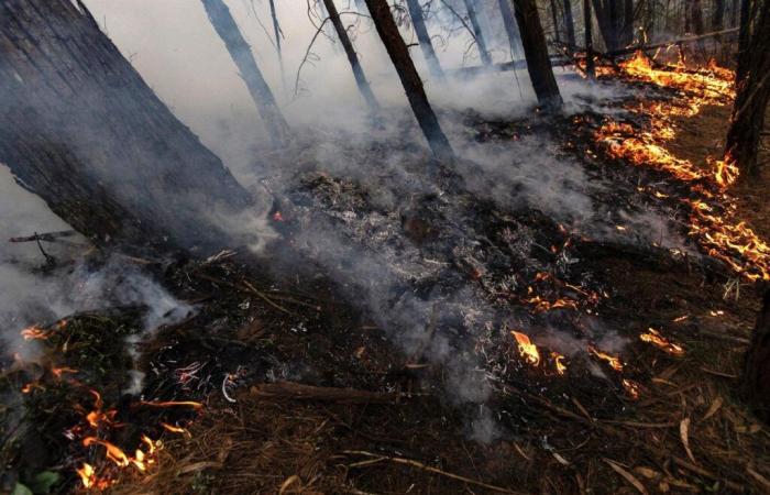 More than 9,000 hectares burned by forest fires