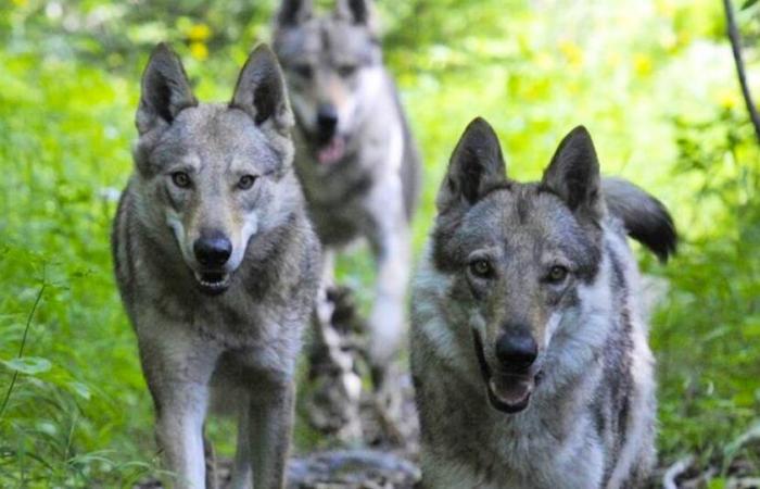 Culling the wolf pack in the Swiss National Park? “Scientifically indefensible”