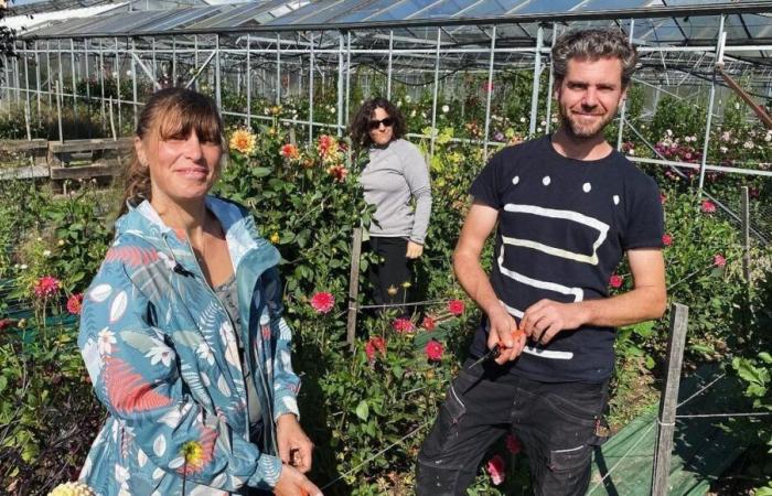 Colmar: a century-old flower farm opens its doors for the French Heritage and Flower Days