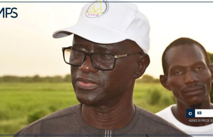 SENEGAL-AGRICULTURE / The general director of SAED promises to come to the aid of rice farmers in Diawara – Senegalese Press Agency