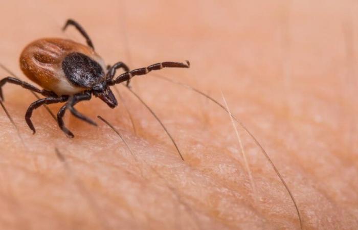 What is this deadly virus transmitted by ticks?