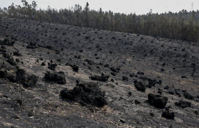 VIDEO. Fires in Portugal: 120,000 hectares burned, landslides, the consequences of the fires now under control