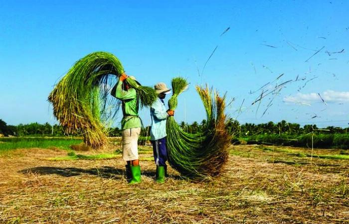 Golden hands weave the essence of sedge in Thai Binh