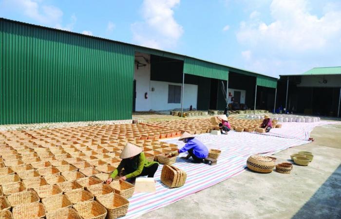 Golden hands weave the essence of sedge in Thai Binh