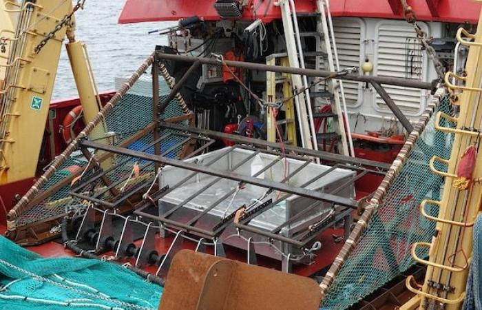 First independent scientific mission on lobster in Gaspésie