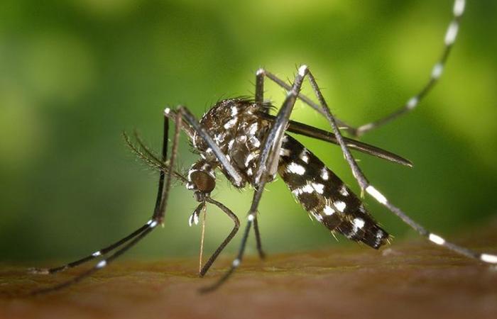 Mosquito-borne diseases increasingly threaten France