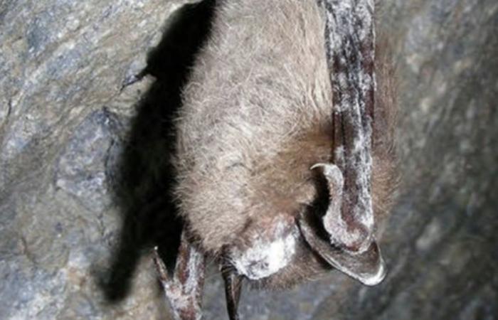 Bat deaths lead to increased pesticide use