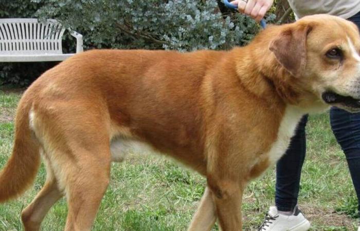 Hellot the dog would like to say “goodbye” to his box at the SPAA shelter in Maine-et-Loire