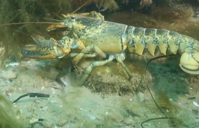 First independent scientific mission on lobster in Gaspésie