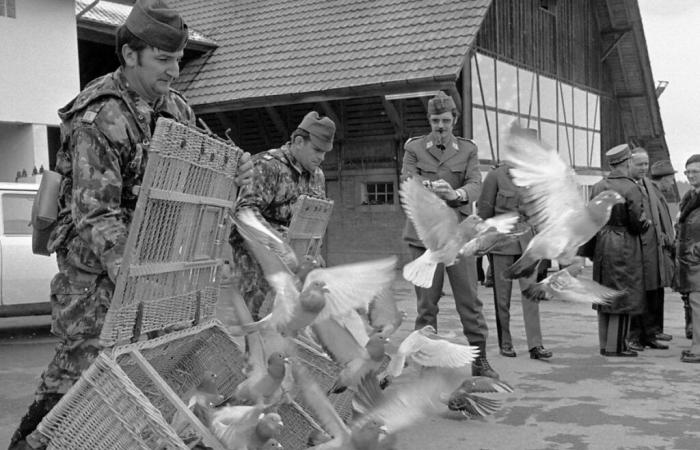 30 years ago, the Swiss army demobilized its carrier pigeons