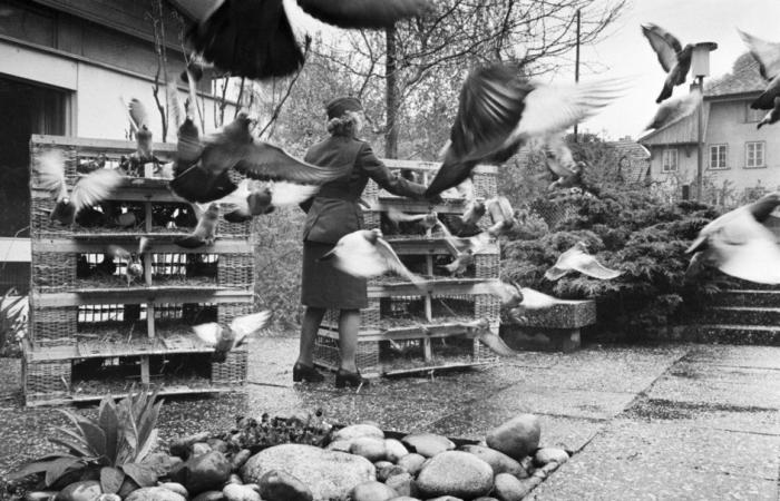 Army: 30 years ago, the Swiss army demobilized its carrier pigeons