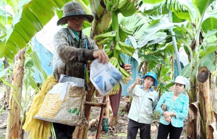 Vietnam Rubber Group’s high-tech banana farming project a success