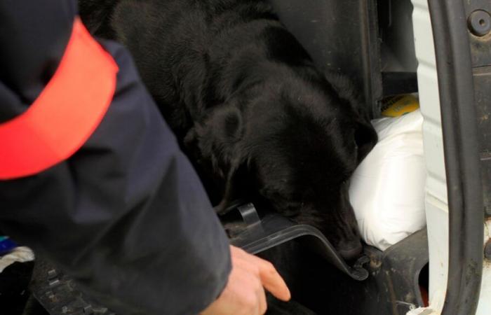 They had hidden 23 kilos of drugs in their car: two young French women arrested in Marke