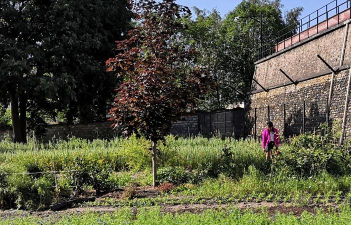 Exceptional wave of solidarity for this old family horticultural business