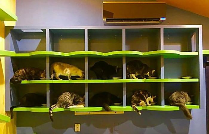 This Man Created A Real Sanctuary For Cats