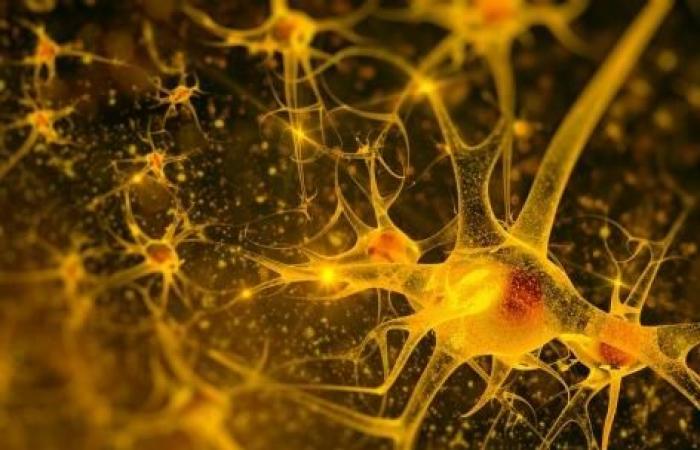 ‘Sticky’ brain cells may prompt more eating