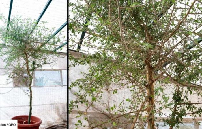 ‘Resurrected’ from a thousand-year-old seed, this mysterious tree is said to have been mentioned in the Bible