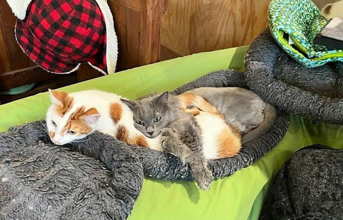 This Man Created A Real Sanctuary For Cats