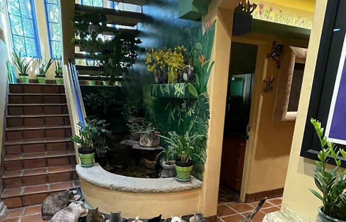 This Man Created A Real Sanctuary For Cats